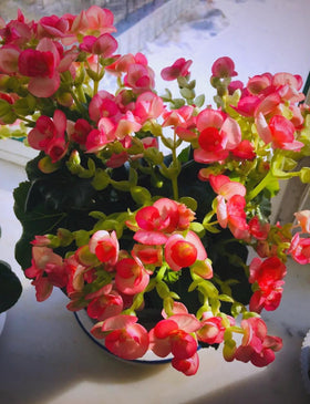 BuggyBeds shade-loving begonias foliage and blooms thrive indoors and outdoors