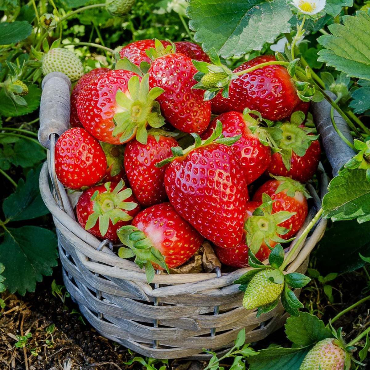 BuggyBeds shade-tolerant strawberry plants thriving in a balcony.