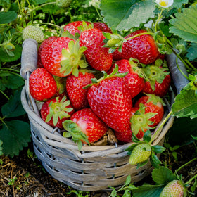 BuggyBeds shade-tolerant strawberry plants thriving in a balcony.