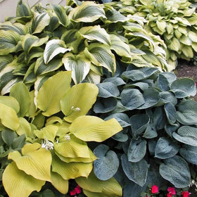BuggyBeds shaded garden idea featuring hostas for lush ground cover.