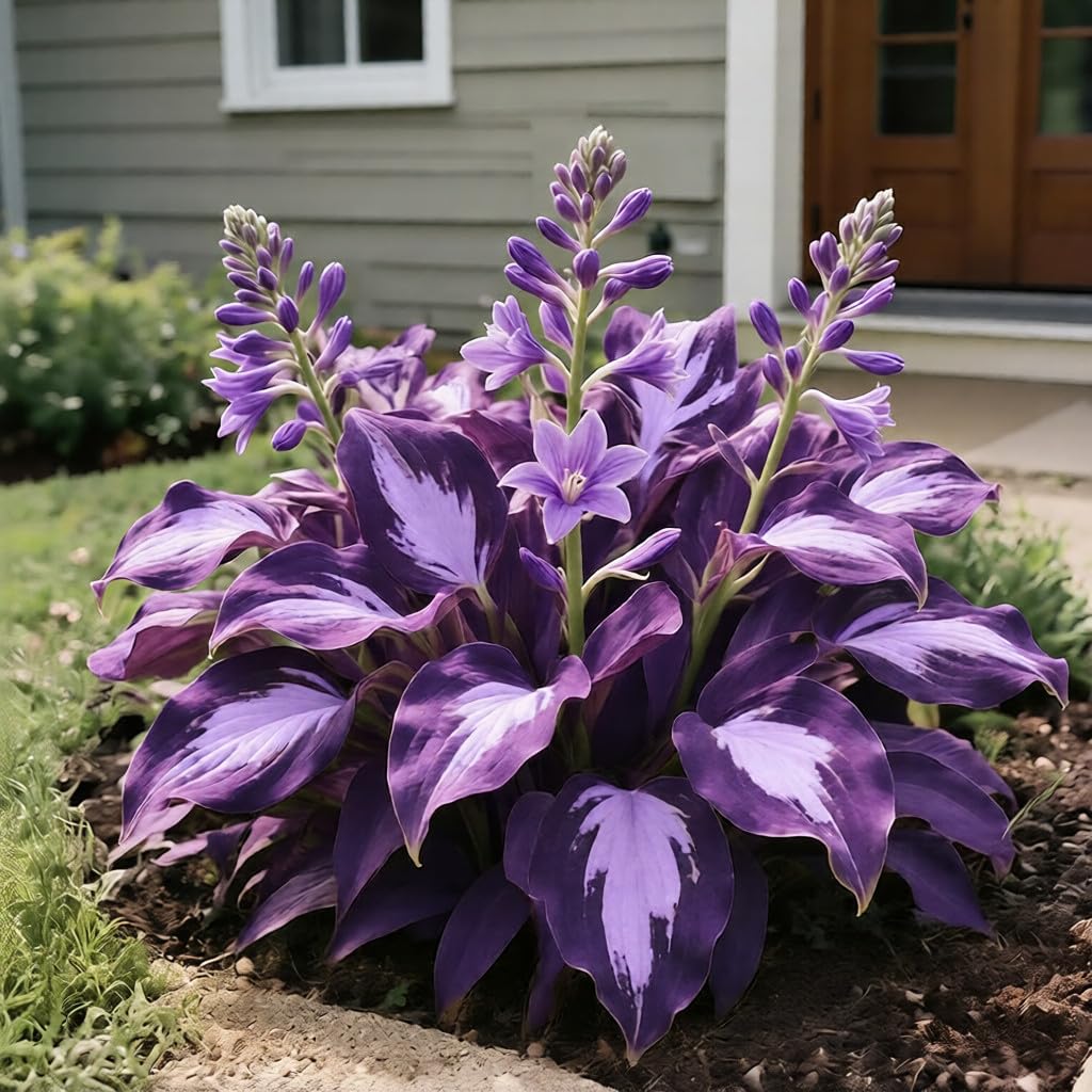 BuggyBeds shaded patio balcony hosta container display brings calming greenery.
