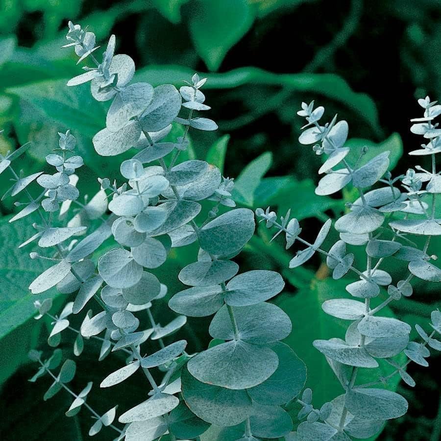 BuggyBeds silver-green foliage close-up highlights year-round greenery.
