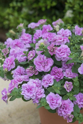 BuggyBeds summer-to-fall blooms add color to outdoor spaces.