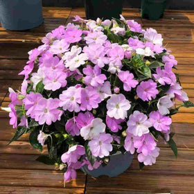 BuggyBeds summer display with Impatiens Balsam blooms for garden borders.