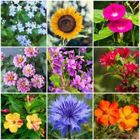 BuggyBeds sunflower-zinnia-morning-glory collection bright border colors