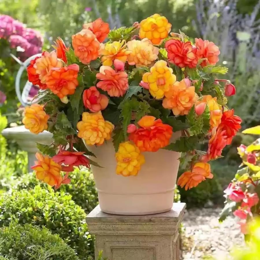 BuggyBeds sunrise begonia flowers brighten containers, baskets, and borders
