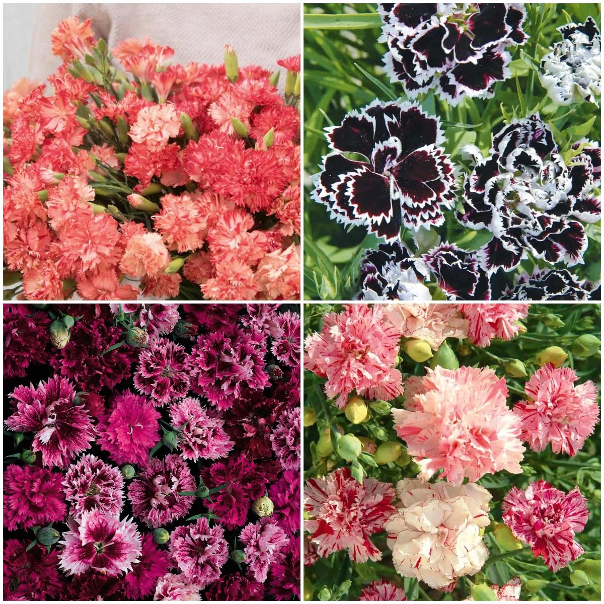 BuggyBeds Sweet William seeds bag bulk quantity for lush borders