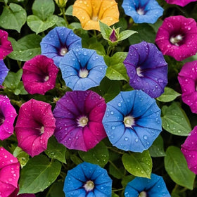 BuggyBeds Trailing Petunia Blooms provide bright colors for window boxes and garden edges.