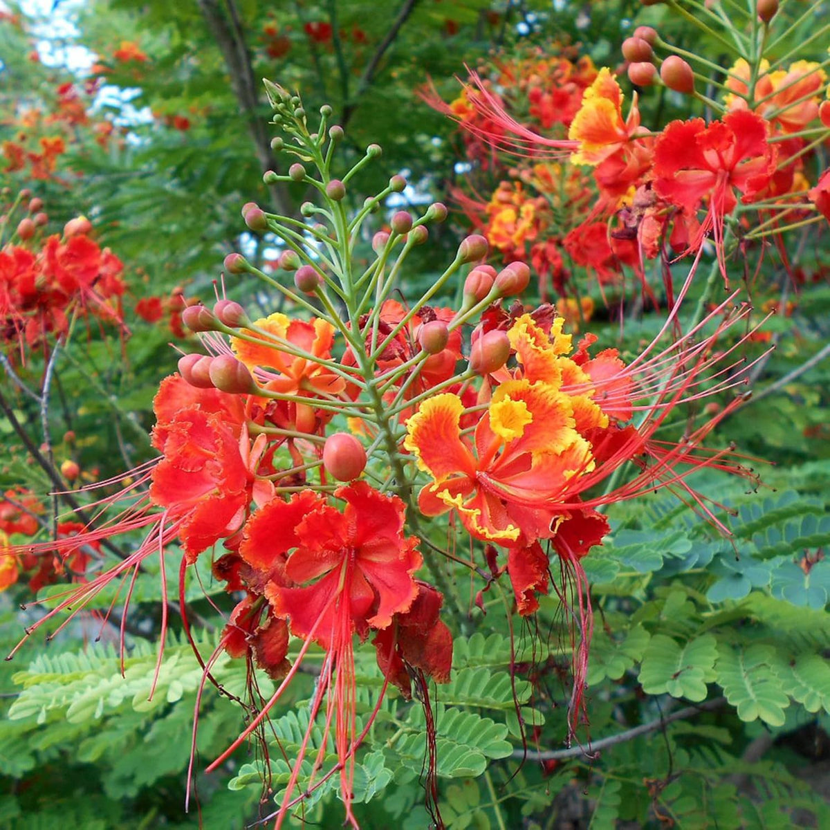 BuggyBeds tropical garden border plant adding bold color to landscapes.