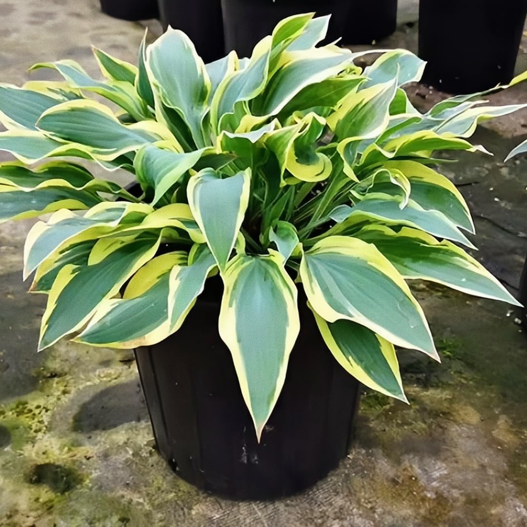 BuggyBeds variegated hosta seeds in garden border setting.