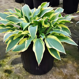 BuggyBeds variegated hosta seeds in garden border setting.