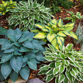 BuggyBeds variegated hosta in container garden example.