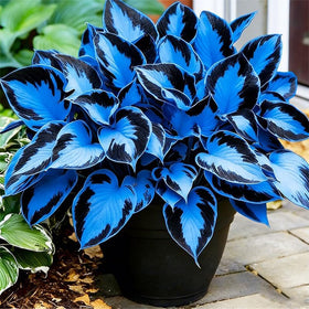 BuggyBeds variegated hosta leaves close-up shows striking variegation.