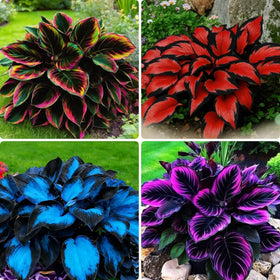 BuggyBeds variegated hosta seeds pack close-up leaves ideal for shaded borders.