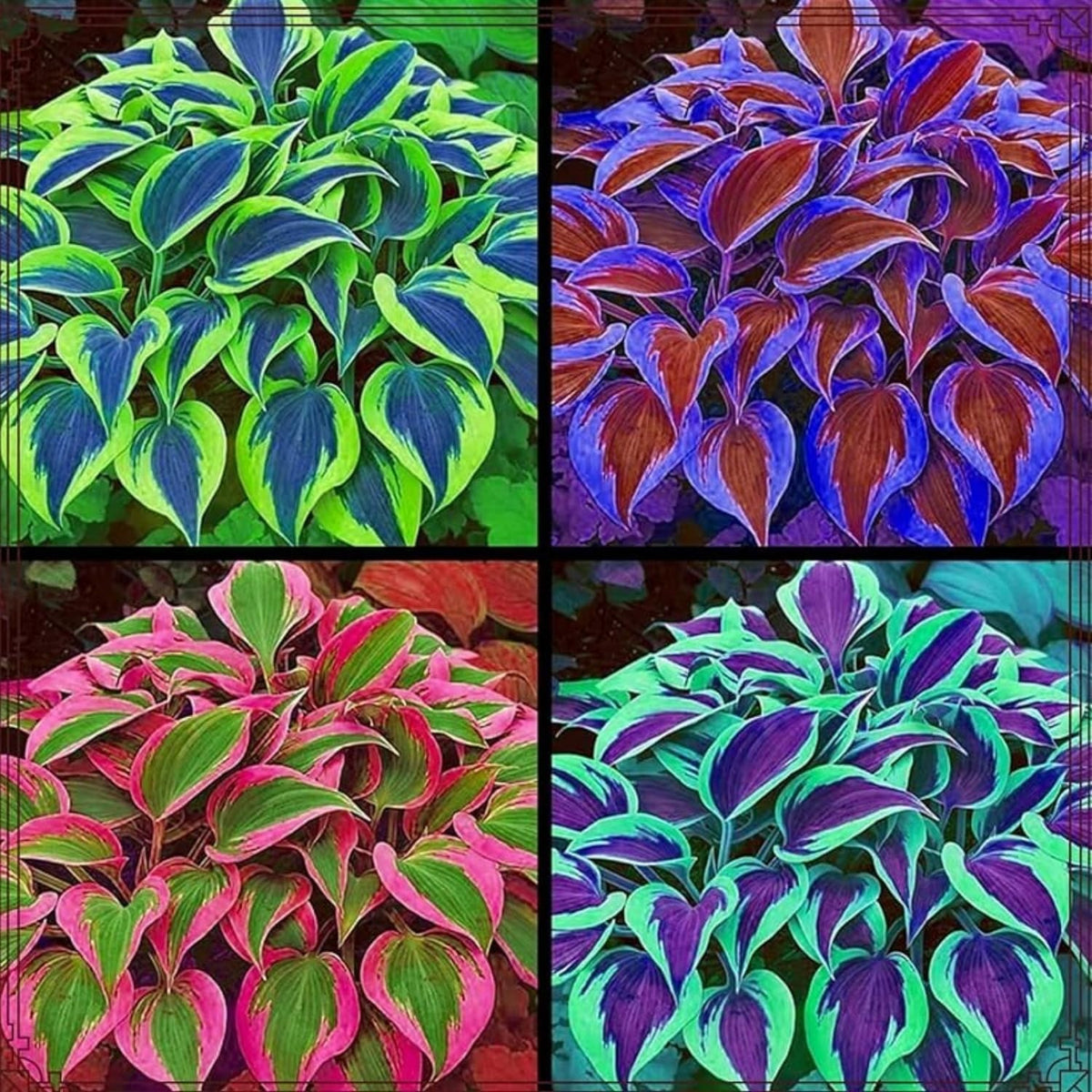 BuggyBeds variegated hosta in shaded woodland garden setting.