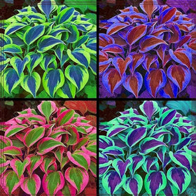 BuggyBeds variegated hosta in shaded woodland garden setting.