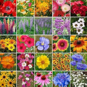 BuggyBeds variety pack flowers 28g for vibrant cottage garden beds