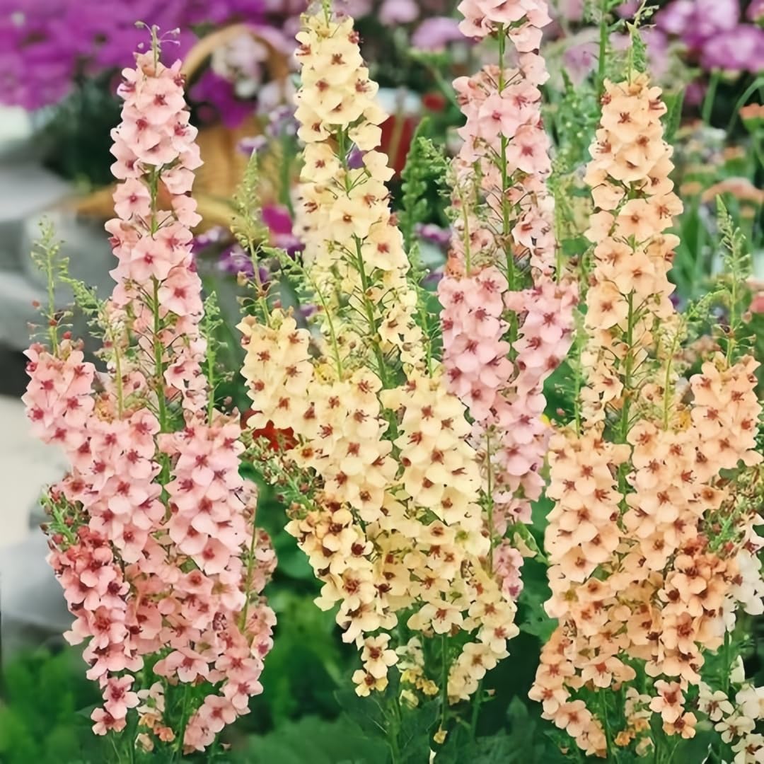 BuggyBeds Verbascum border garden ideas for cottage-style landscapes
