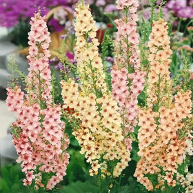 BuggyBeds Verbascum border garden ideas for cottage-style landscapes