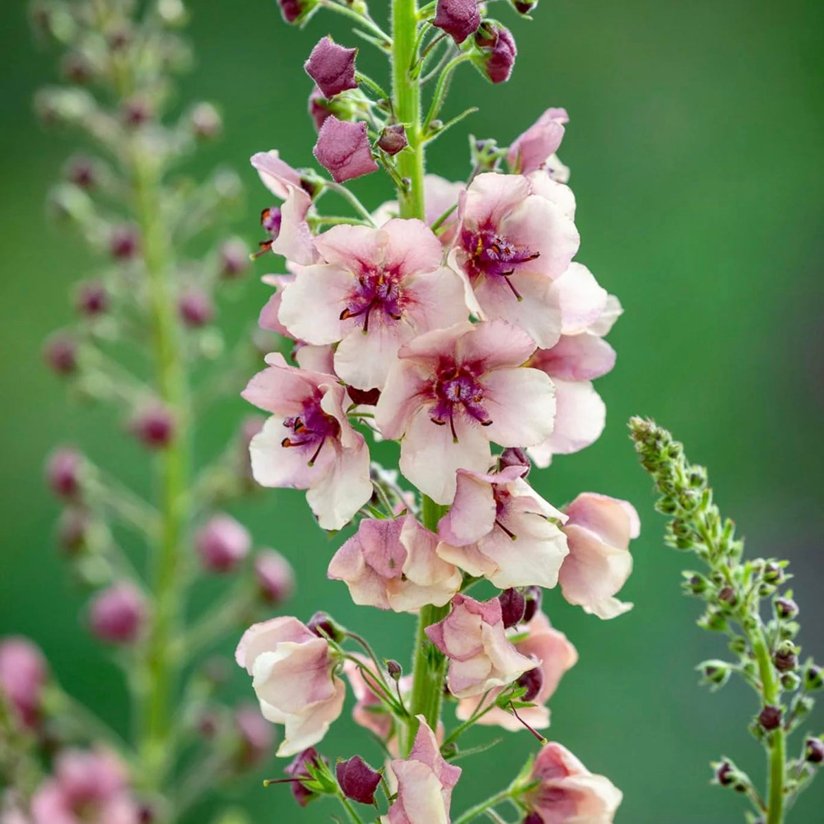 Closeup of Verbascum seed germination from BuggyBeds for beginners