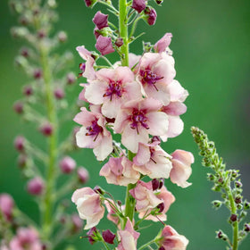 Closeup of Verbascum seed germination from BuggyBeds for beginners