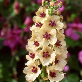 BuggyBeds Verbascum seeds pack ready for sowing in sunny garden beds