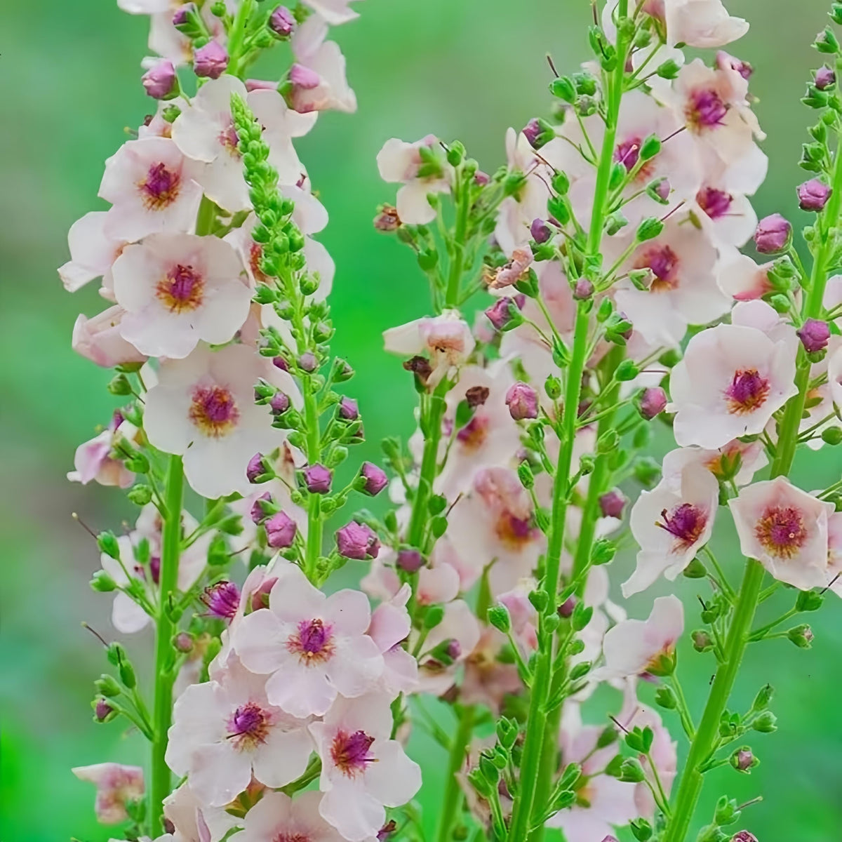 Verbascum seed growing stage showing tall flower spikes from BuggyBeds