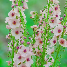 Verbascum seed growing stage showing tall flower spikes from BuggyBeds