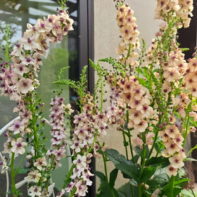Sun-loving Verbascum bloom display enhancing garden borders