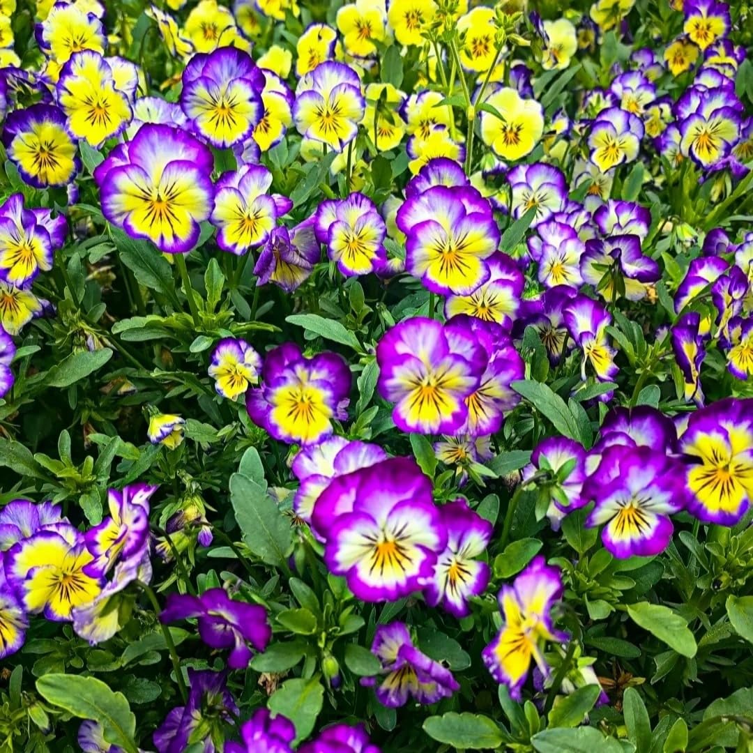 BuggyBeds viola seeds are easy to grow for beginner and experienced gardeners.