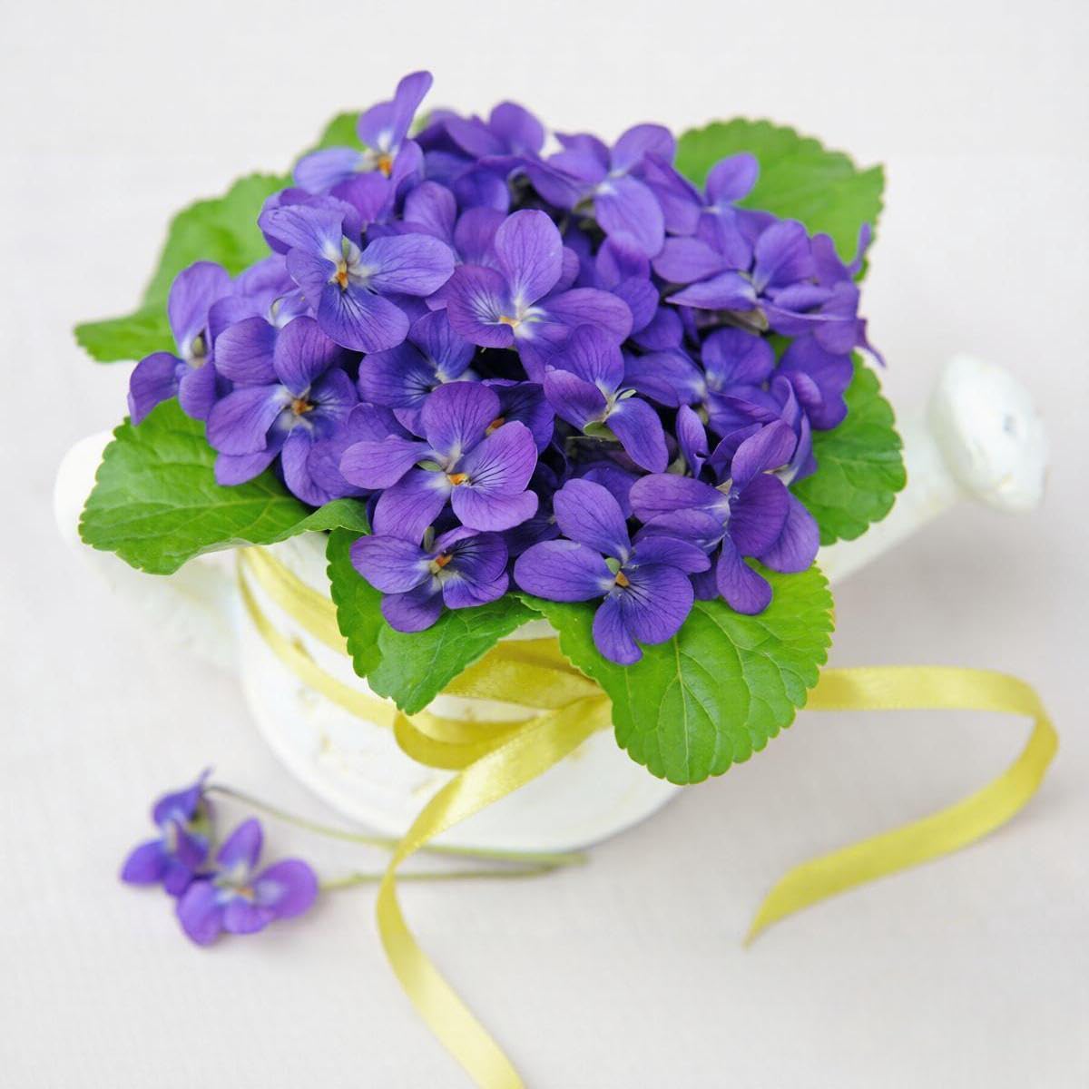 BuggyBeds viola seeds come in a bulk 1000-seed package for large layouts.