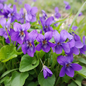 BuggyBeds viola seeds deliver compact perennial growth for tidy borders.