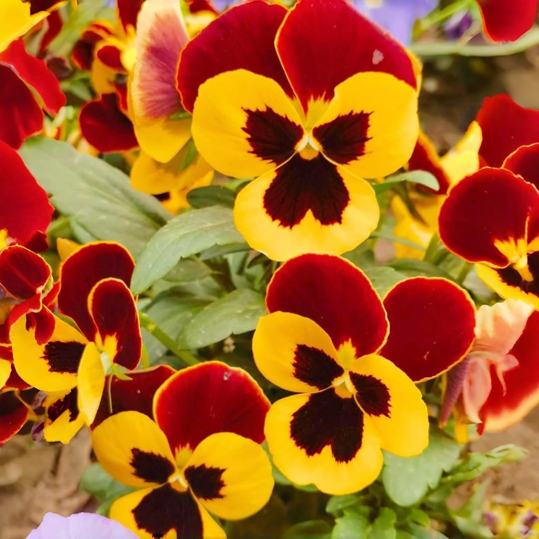 BuggyBeds viola seeds suit containers with compact, tidy growth.