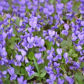 BuggyBeds viola seeds thrive in cool, moist conditions with minimal care.