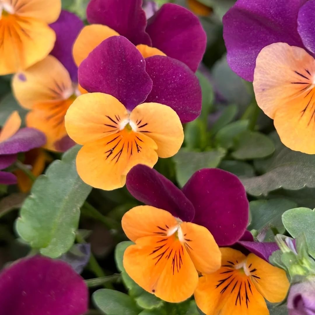 BuggyBeds viola seeds offer cool-season blooms for spring and fall gardens.