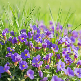 BuggyBeds viola seeds create a scent-filled ground cover along paths.