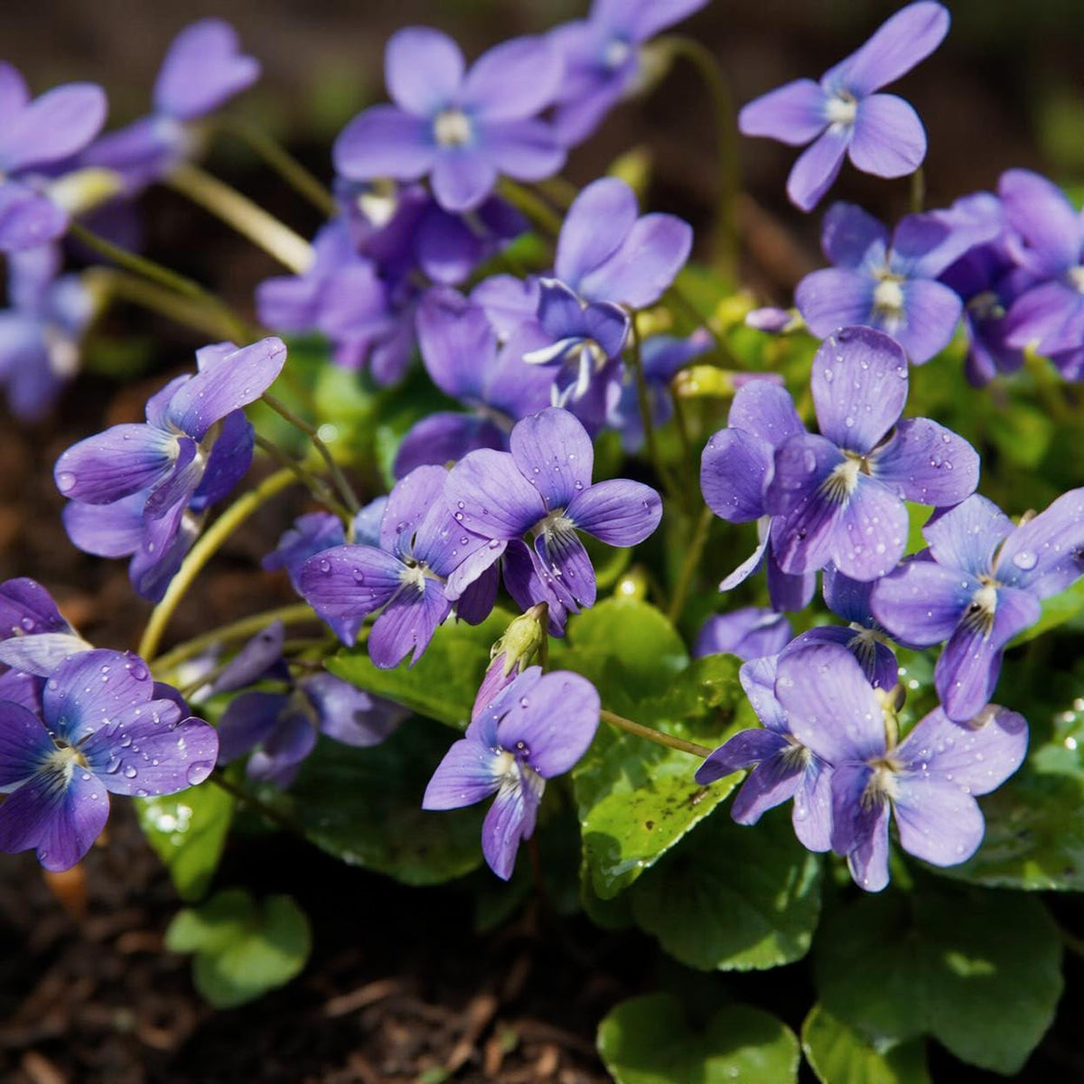 BuggyBeds viola seeds attract bees and butterflies in pollinator spaces.
