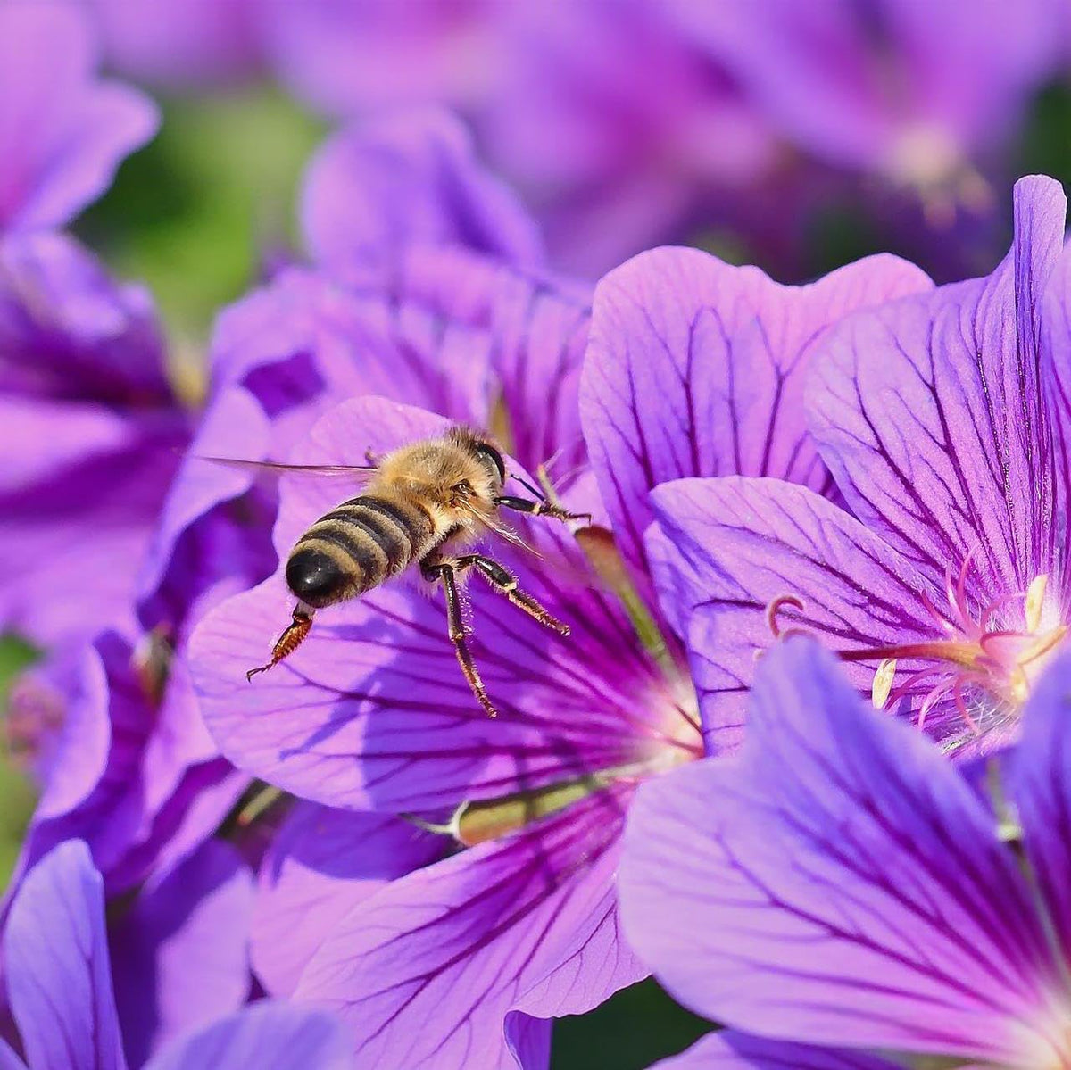 BuggyBeds viola seeds suit pots, borders, and rock gardens with versatile bloom.