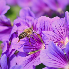 BuggyBeds viola seeds suit pots, borders, and rock gardens with versatile bloom.