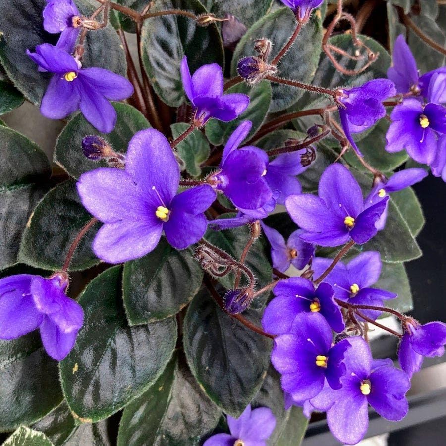 BuggyBeds violet bloom close-up emphasizes velvet petals and lush foliage