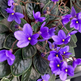BuggyBeds violet bloom close-up emphasizes velvet petals and lush foliage