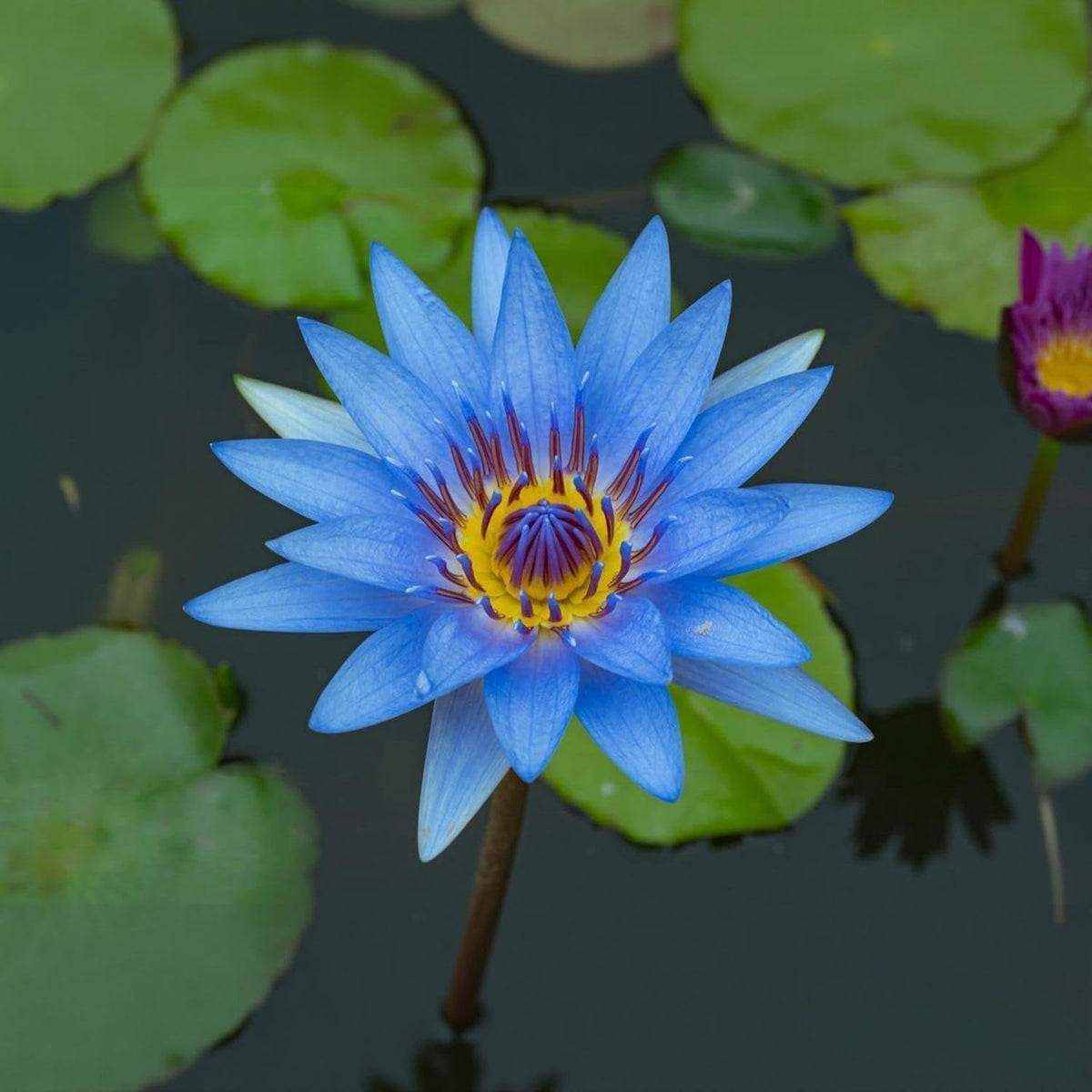 BuggyBeds water lily bloom display highlights pink, red, and purple tones.