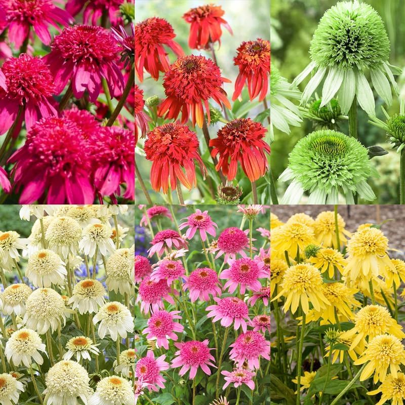 BuggyBeds wildlife-friendly blooms attract butterflies and bees across the garden.
