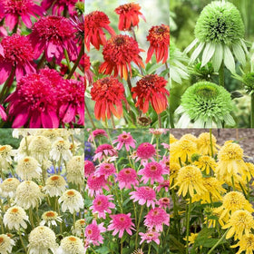 BuggyBeds wildlife-friendly blooms attract butterflies and bees across the garden.