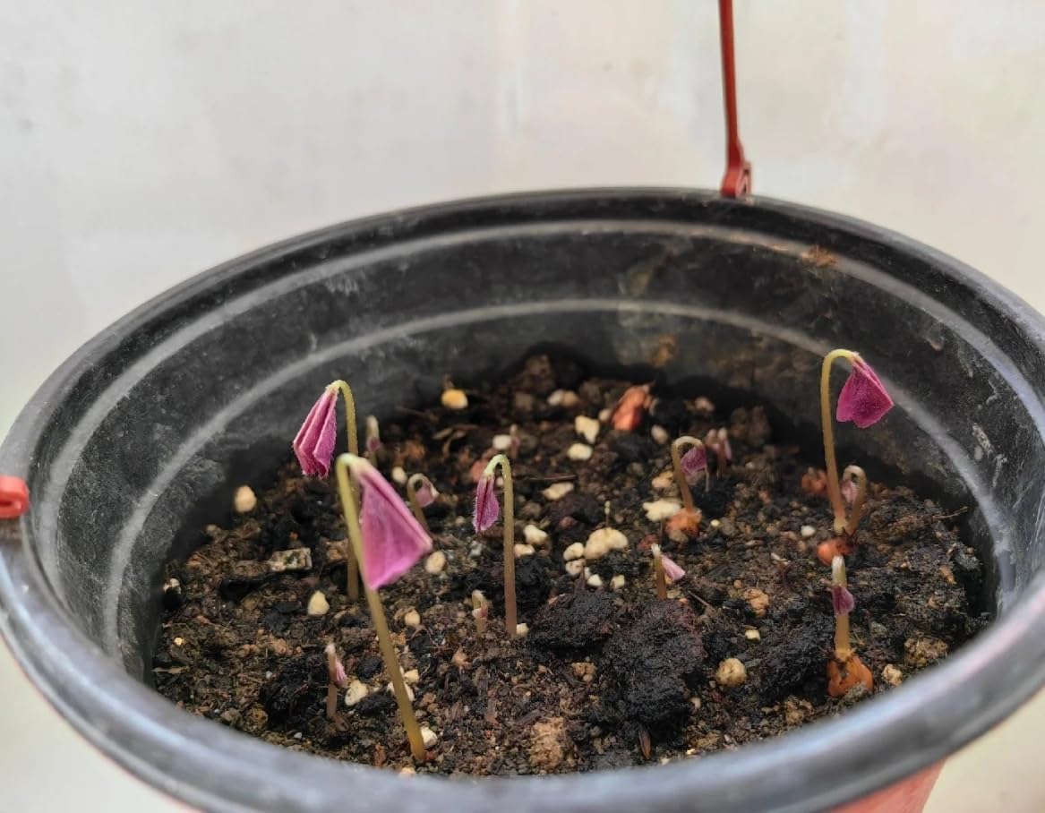 BuggyBeds Windowsill display of purple shamrocks catching light.