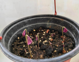 BuggyBeds Windowsill display of purple shamrocks catching light.