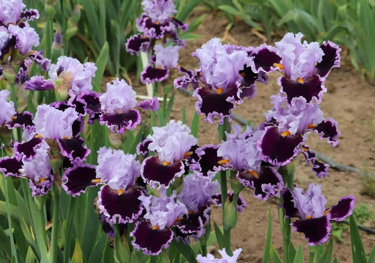BuggyBeds year-after-year iris blooms offering lasting color with minimal replanting.