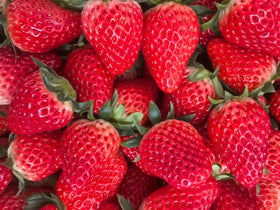 BuggyBeds year-round fruiting berries suited for containers.
