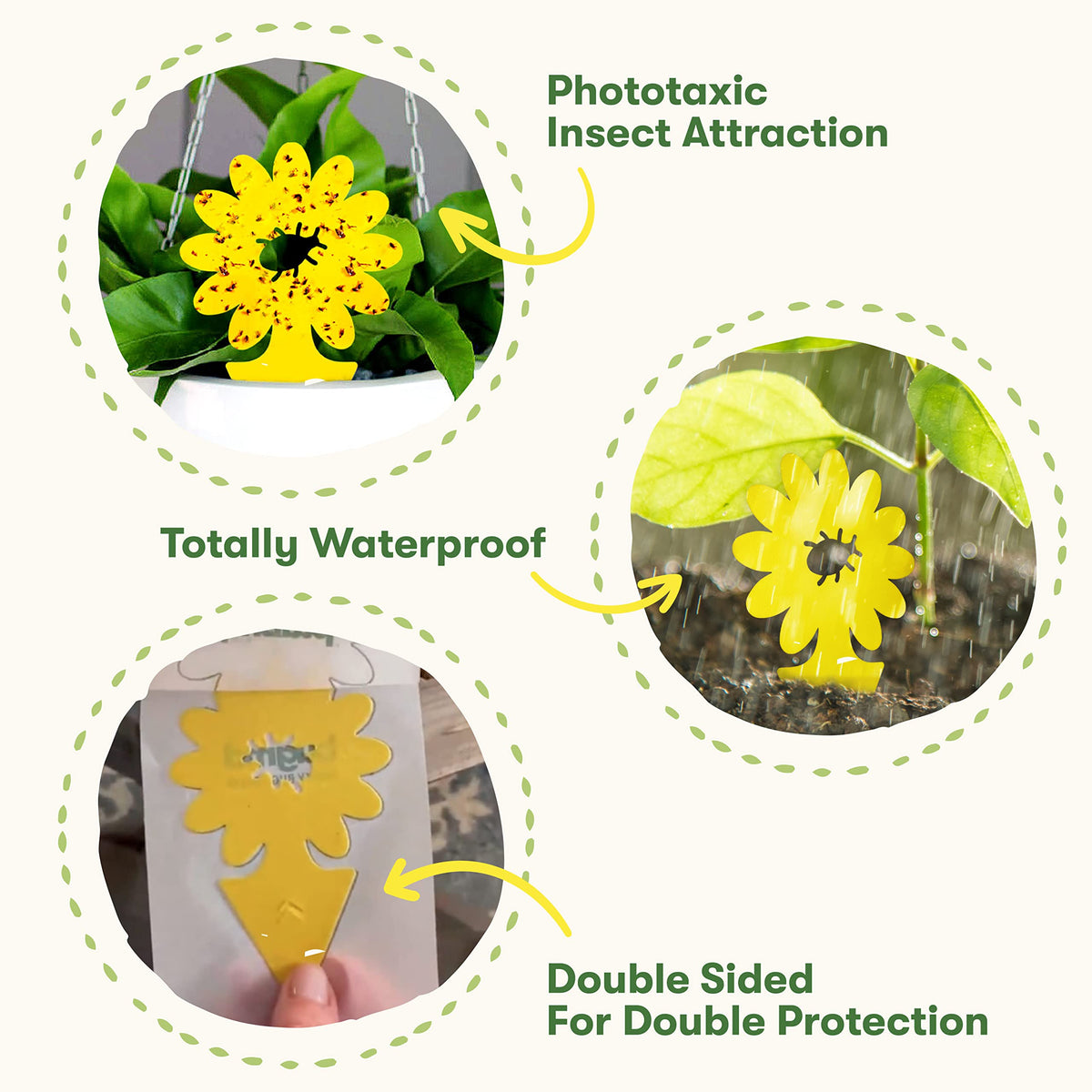 BugMD Sticky Traps help control fungus gnats on soil.