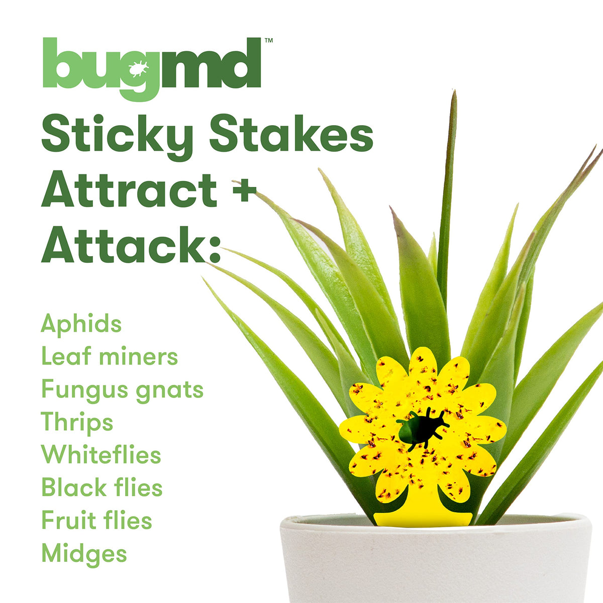 BugMD Sticky Traps use odorless glue for safe use indoors.
